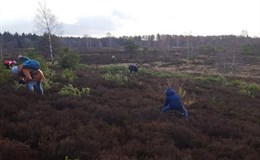 Entkusseln in der Lüneburger Heide